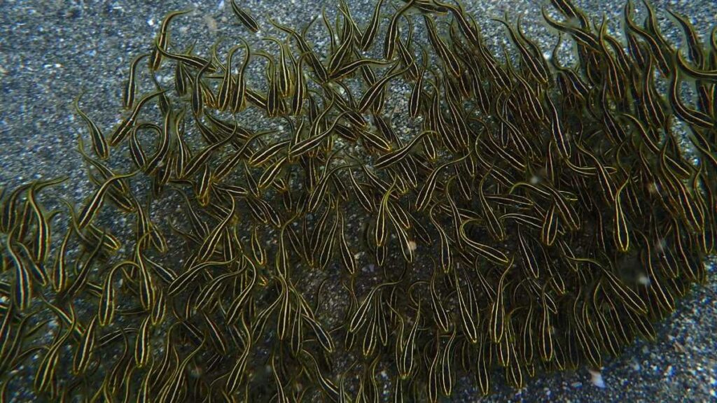 ゴンズイの群れ