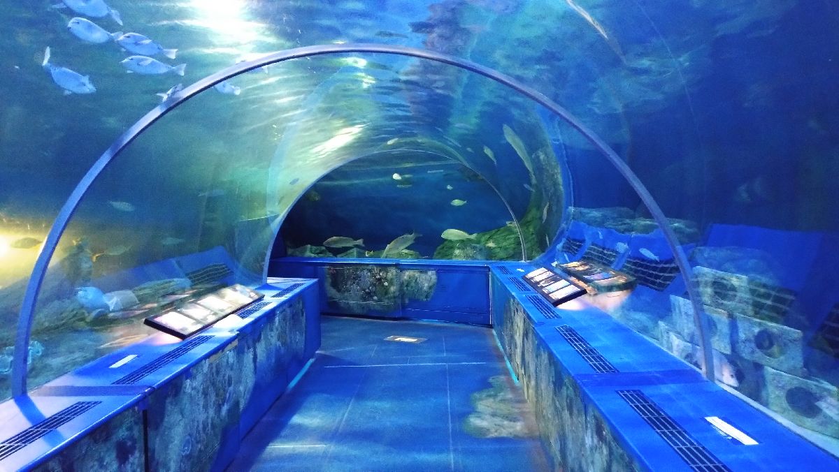 リニューアル前に行ってきた！しながわ水族館レポート：見学所要時間は1時間～1時間半
