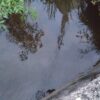 近場の水路で小物釣り