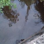 近場の水路で小物釣り