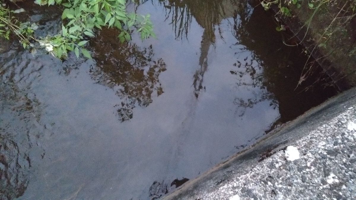 近場の水路で小物釣り