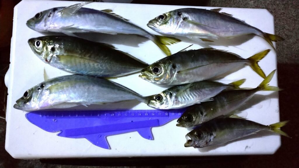 釣果:アジ