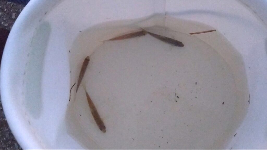 小物釣り:釣れた魚