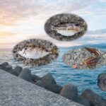 dangerous-fish-you-can-catch