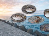 dangerous-fish-you-can-catch