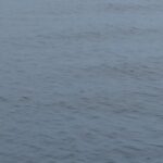 ウキ釣り