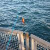 サビキ釣りの始め方